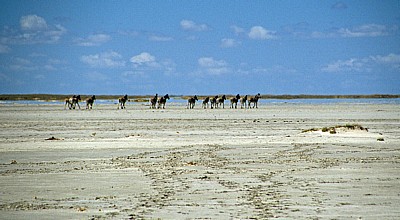 Ntwetwe Pan (Salzpfanne): Steppenzebras (Equus quagga) - Makgadikgadi-Pfannen