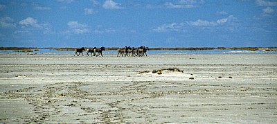 Ntwetwe Pan (Salzpfanne): Steppenzebras (Equus quagga) - Makgadikgadi-Pfannen