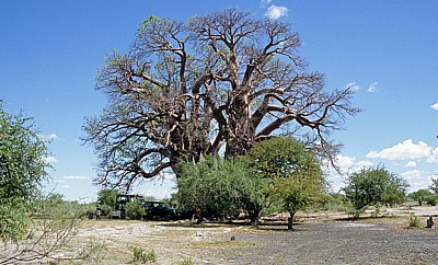 Chapman's Baobab (Affenbrotbaum, Adansonia digitata) - Makgadikgadi-Pfannen