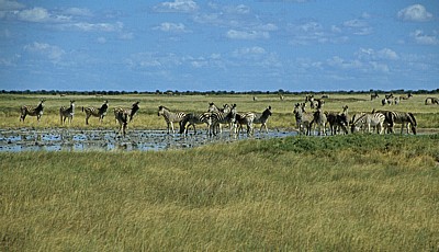 Ntwetwe Pan (Salzpfanne): Steppenzebras (Equus quagga)  - Makgadikgadi-Pfannen