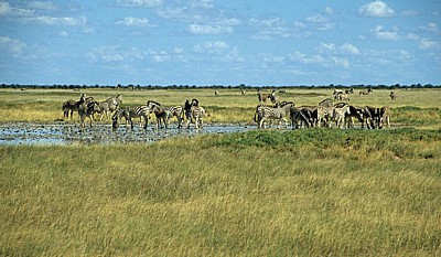 Ntwetwe Pan (Salzpfanne): Steppenzebras (Equus quagga)  - Makgadikgadi-Pfannen