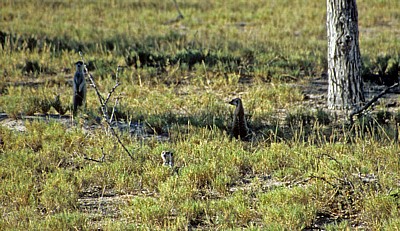 Erdmännchen (Suricata suricatta) - Makgadikgadi-Pfannen