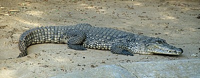 Krokodilfarm: Nilkrokodil (Crocodylus niloticus) - Otjiwarongo