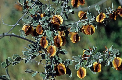 Strauch: Russet Bush Willow (Combretum heroense) - Otjozondjupa