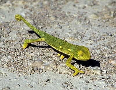 Lappenchamäleon (Chamaeleo dilepis) - Otjozondjupa