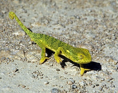 Lappenchamäleon (Chamaeleo dilepis) - Otjozondjupa