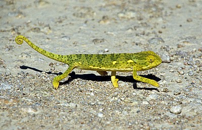 Lappenchamäleon (Chamaeleo dilepis) - Otjozondjupa