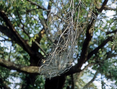 Popa Game Park: Spinnennetz - Kavango