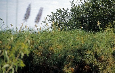 Popa Game Park: Papyrus (Cyperus papyrus) - Kavango