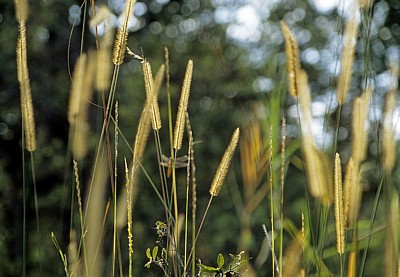 Popa Game Park: Gräser im Sonnenlicht - Kavango