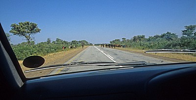 Straße Divundu - Rundu: Rinderherde auf der Straße - Kavango