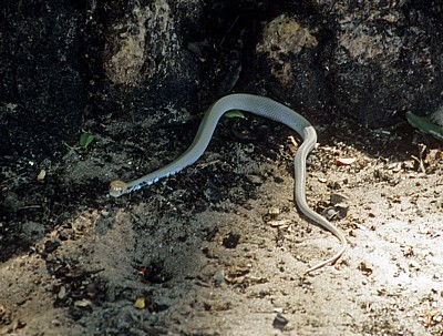 Straße Divundu - Rundu: Schlange - Kavango