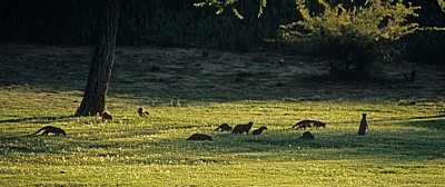 Punyu Tourist Park: Zebramangusten (Mungos mungo) - Tsumeb