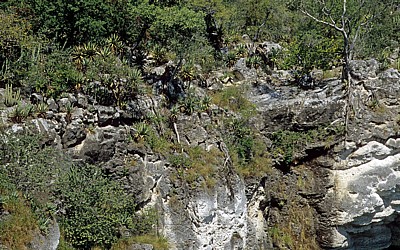 Otjikotosee: Vegetation - Oshikoto