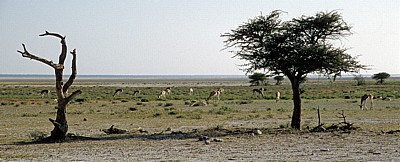 Springböcke (Antidorcas marsupialis) - Etosha Nationalpark