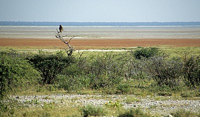 Blick auf die Etoshapfanne - Etosha Nationalpark