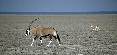 Spießbock (Oryx gazella) - Etosha Nationalpark
