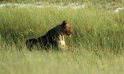 Löwin (Panthera leo) - Etosha Nationalpark