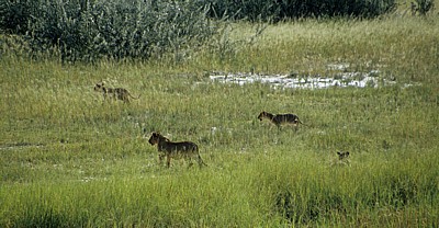 Löwenjunge (Panthera leo) - Etosha Nationalpark