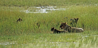 Löwein (Panthera leo) mit Jungen - Etosha Nationalpark