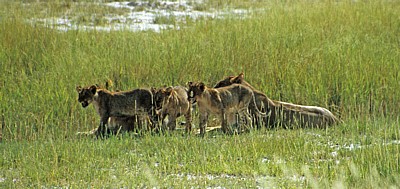 Löwin (Panthera leo) mit Jungen - Etosha Nationalpark