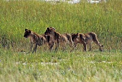 Löwenjunge (Panthera leo) - Etosha Nationalpark