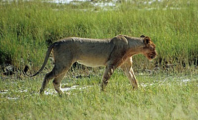 Löwin (Panthera leo) - Etosha Nationalpark