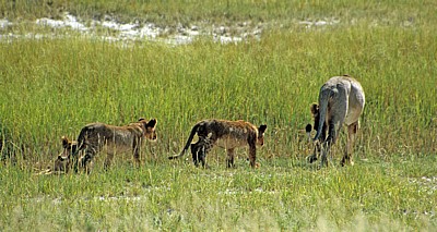 Löwin (Panthera leo) mit Jungen - Etosha Nationalpark
