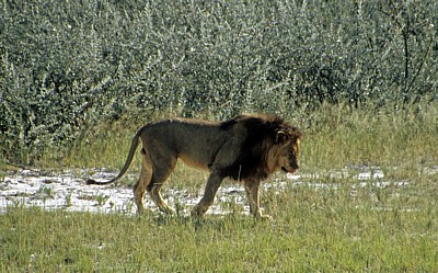 Löwe (Panthera leo) - Etosha Nationalpark