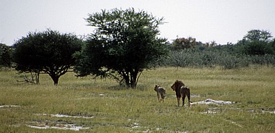 Löwen (Panthera leo) - Etosha Nationalpark