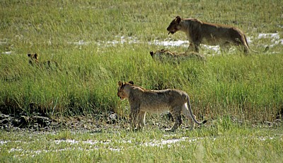 Löwin (Panthera leo) mit Jungen - Etosha Nationalpark
