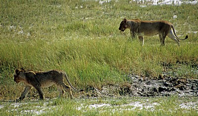 Löwin (Panthera leo) mit Jungem - Etosha Nationalpark