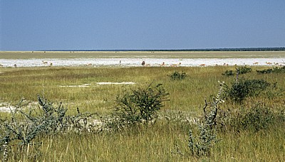 Blick auf die Etoshapfanne - Etosha Nationalpark