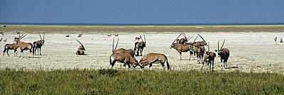 Spießböcke (Oryx gazella) - Etosha Nationalpark