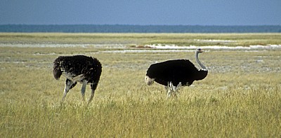 Afrikanische Strauße (Struthio camelus) - Etosha Nationalpark
