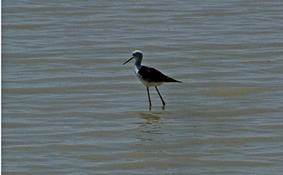 Stelzenläufer (Himantopus himantopus) - Etosha Nationalpark