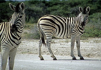 Steppenzebras (Equus quagga) - Etosha Nationalpark