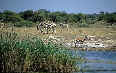 Chudop-Wasserloch: Steppenzebras (Equus quagga) und Springböcke (Antidorcas marsupialis) - Etosha Nationalpark