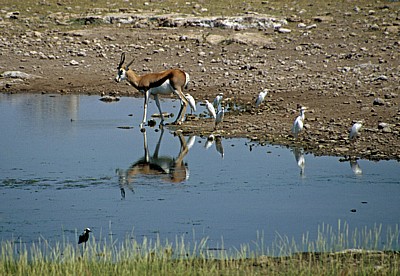 Springbock (Antidorcas marsupialis) mit Kuhreihern (Bubulcus ibis) - Etosha Nationalpark