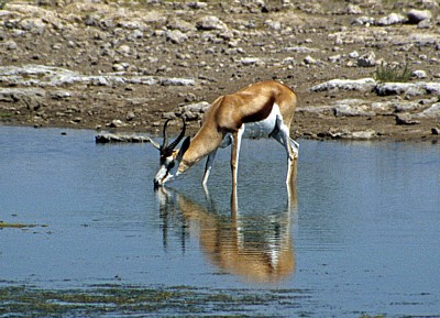 Springbock (Antidorcas marsupialis) beim Trinken - Etosha Nationalpark