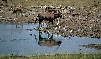 Chudop-Wasserloch: Spießbock (Oryx gazella) und Springböcke (Antidorcas marsupialis) und Kuhreiher (Bubulcus ibis) - Etosha Nationalpark