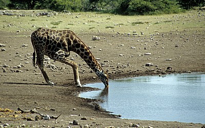 Chudop-Wasserloch: Giraffe (Giraffa camelopardalis) beim Trinken - Etosha Nationalpark