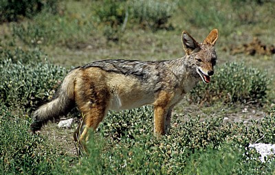 Schabrackenschakal (Canis mesomelas) - Etosha Nationalpark