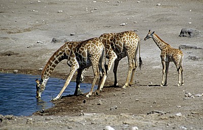 Chudop-Wasserloch: Giraffen (Giraffa camelopardalis) beim Trinken - Etosha Nationalpark