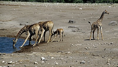 Chudop-Wasserloch: Giraffen (Giraffa camelopardalis) beim Trinken - Etosha Nationalpark
