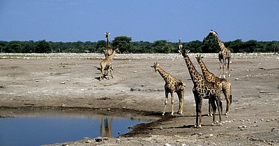 Chudop-Wasserloch: Giraffen (Giraffa camelopardalis) - Etosha Nationalpark