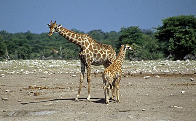 Chudop-Wasserloch: Giraffe (Giraffa camelopardalis) mit Jungem - Etosha Nationalpark