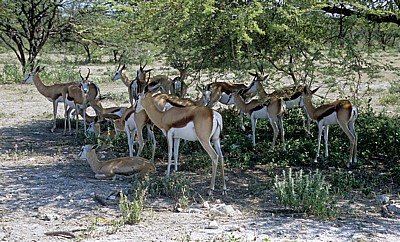 Springböcke (Antidorcas marsupialis) im Schatten eines Baumes - Etosha Nationalpark