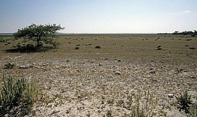 Grasveld - Etosha Nationalpark