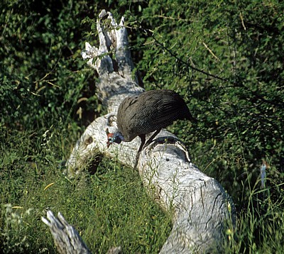 Helmperlhuhn (Numida meleagris) - Etosha Nationalpark